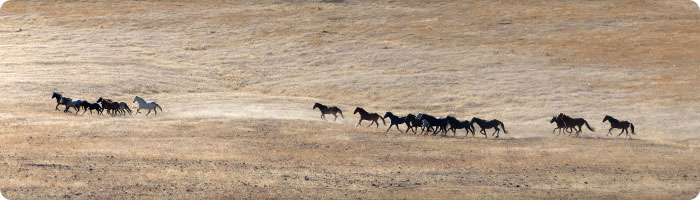 Mustangs