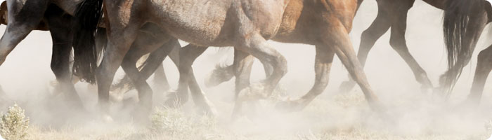 Mustang-Hufe
