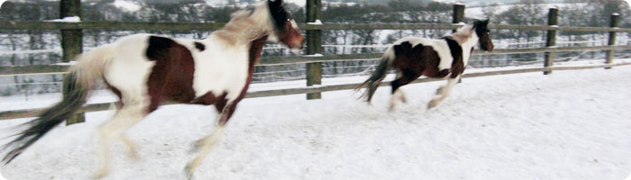 Pferde im Schnee